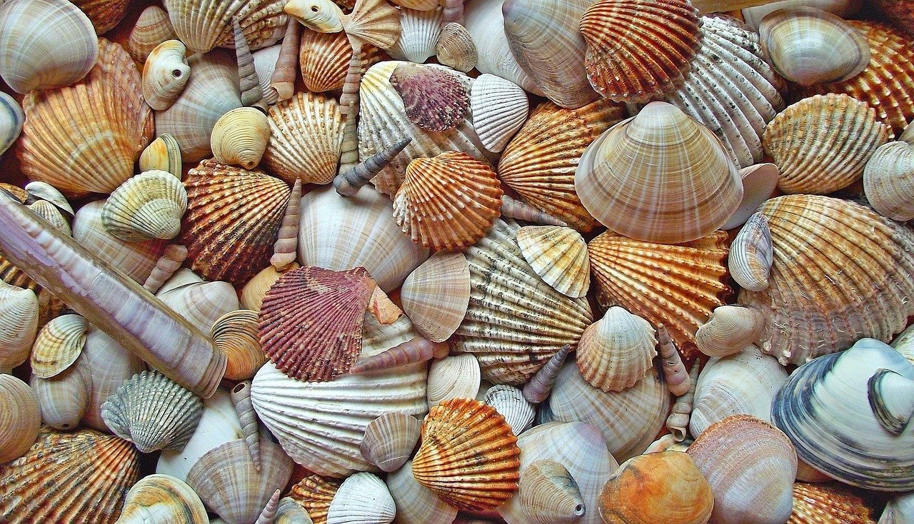 Gift them a sea shells.
